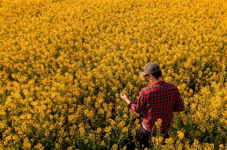 Photo for High angle view of farm worker in blooming rapeseed field wearing plaid shirt and trucker's hat and examining crops, rear view - Royalty Free Image