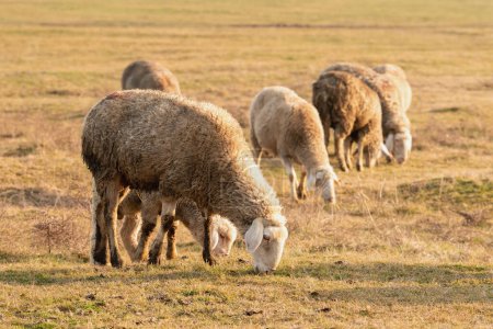 Téléchargez les photos : Troupeau de moutons pâturant sur un vaste paysage de pâturages en Voïvodine, orientation sélective - en image libre de droit