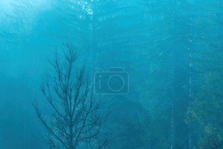 Foto de Dead tree in morning mist, atmospheric mood landscape with copy space - Imagen libre de derechos