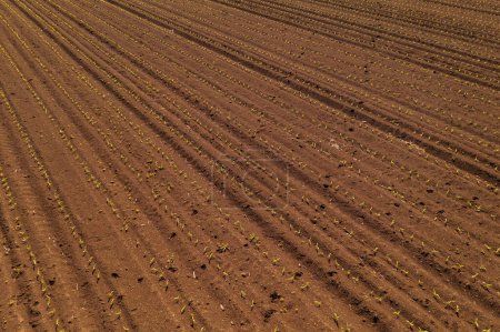 Photo for Aerial view of corn maize crop sprouts in cultivated agricultural field, drone pov. Agriculture and farming concept, high angle view. - Royalty Free Image