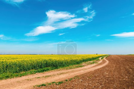 Photo for Dirt road snaking through cultivated rapeseed field in bloom on bright sunny spring day - Royalty Free Image