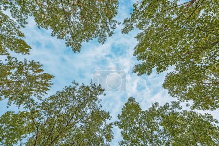 Foto de Vista en ángulo bajo de las copas de los árboles del bosque de álamo con el cielo azul de verano en el fondo. - Imagen libre de derechos