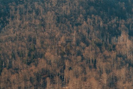 Foto de Plano aéreo de bosque caducifolio en temporada de invierno, paisaje escénico detalle del parque nacional esloveno Triglav, vista de ángulo alto - Imagen libre de derechos