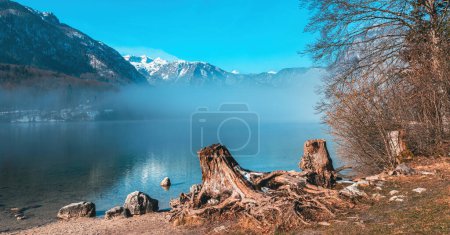 Téléchargez les photos : Vieux tronc d'arbre au bord du lac Bohinj à froid matin de février d'hiver avec brouillard montant au-dessus de l'eau, foyer sélectif - en image libre de droit