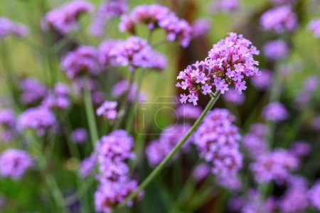 Purpletop flor de verbena en el jardín, enfoque selectivo
