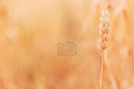 Téléchargez les photos : Oreille mûre de blé culture céréalière dans un champ agricole cultivé prêt pour la saison de récolte, orientation sélective - en image libre de droit