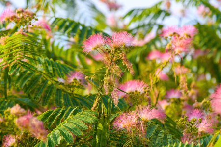 Foto de Mimosa o árbol de seda persa (Albizia julibrissin) en flor con hermosas flores rosadas, enfoque selectivo - Imagen libre de derechos