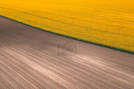 Téléchargez les photos : Vue aérienne du champ de plantation de colza en floraison du point de vue du drone, terres agricoles avec des cultures à fleurs jaunes - en image libre de droit