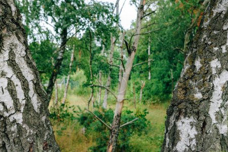 Téléchargez les photos : Bouleau troncs d'arbres dans le parc à Halmstad, Suède. Concentration sélective. - en image libre de droit