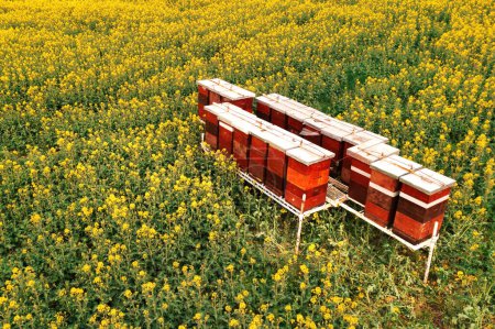 Téléchargez les photos : Boîtes de ruche en bois dans le champ de colza en fleurs, vue aérienne du drone pov vue grand angle - en image libre de droit