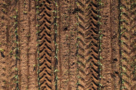 Photo for Aerial shot of corn seedling field from drone pov directly above with tractor tyre tracks in soil as agricultural background - Royalty Free Image