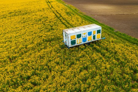 Téléchargez les photos : Coucher de soleil printanier vue aérienne de la remorque de ruche dans un champ de colza en fleurs - en image libre de droit