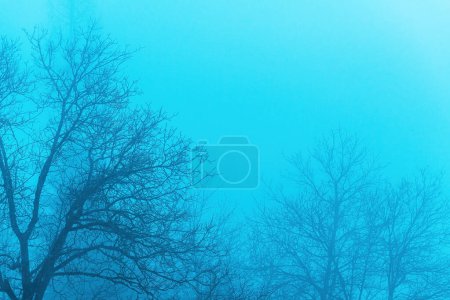 Téléchargez les photos : La cime des arbres et les branches des arbres dans le brouillard le matin froid d'hiver comme fond d'humeur atmosphérique effrayant avec espace de copie - en image libre de droit