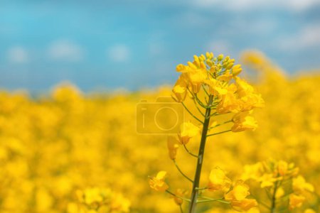 Téléchargez les photos : Fleur jaune fleurie de canola (Brassica Napus) en plein champ, rapprochée avec une mise au point sélective - en image libre de droit