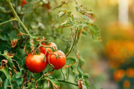 Photo for Ripe homegrown tomato fruit plants in cultivated organic garden, selective focus - Royalty Free Image