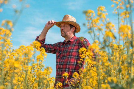 Téléchargez les photos : Agriculteur agronome marchant à travers la floraison des cultures de colza champ et regardant au-dessus de la plantation au printemps, accent sélectif - en image libre de droit