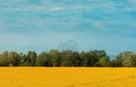Téléchargez les photos : Blooming rapeseed (Brassica napus) field with trees and sky in background, beauty in nature concept of amazing cultivated landscape - en image libre de droit