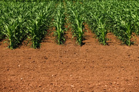Photo for Young green corn crop seedling plants in cultivated perfectly clean agricultural plantation field with no weed, low angle view selective focus - Royalty Free Image