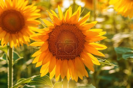 Photo for Common sunflower (Helianthus annuus) crop in cultivated agricultural field in sunny summer afternoon, selective focus - Royalty Free Image
