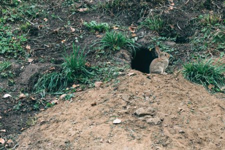Téléchargez les photos : Lapin coney sauvage près du trou dans l'environnement naturel, animal sauvage dans le parc, foyer sélectif - en image libre de droit