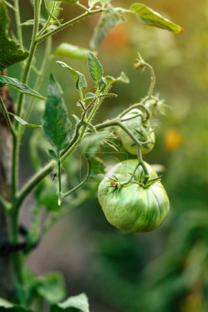 Photo for Closeup of green unripe homegrown tomato fruit in organic vegetable garden, selective focus - Royalty Free Image