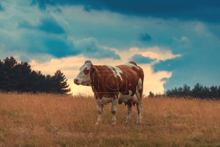 Téléchargez les photos : Ferme laitière en plein air vache dans les pâturages de Zlatibor pâturage sur herbe au coucher du soleil d'été couvert, orientation sélective - en image libre de droit