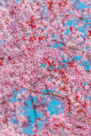 Foto de Huerto de cerezos en flor, ramas de árboles florecientes rosas en primavera, enfoque selectivo - Imagen libre de derechos