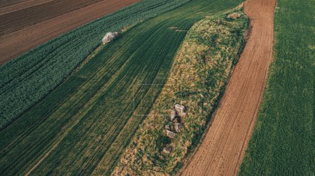 Vue aérienne d'un champ agricole accidenté et accidenté avec semis de blé tendre, vue en angle élevé depuis le point de vue du drone
