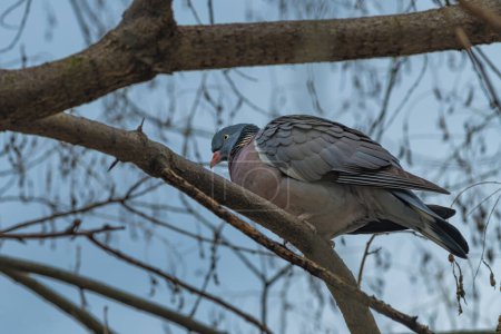 Téléchargez les photos : Pigeon gris colombe sur une branche d'arbre, vue en angle bas avec mise au point sélective - en image libre de droit