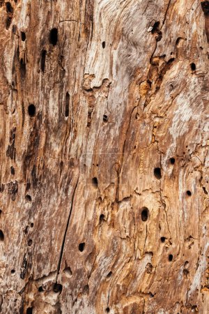 Foto de Textura de un tronco de árbol viejo con pequeños agujeros de cavidad como fondo - Imagen libre de derechos