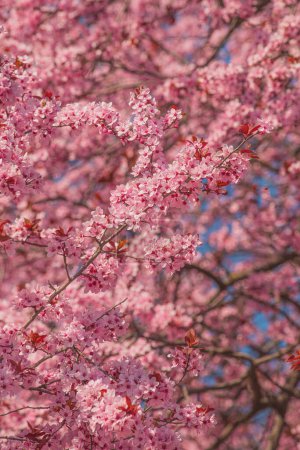 Photo for Cherry orchard in bloom, pink blossoming tree branches in spring, selective focus - Royalty Free Image