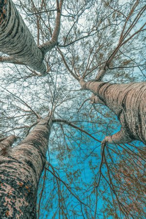 Foto de Vista de ángulo bajo de álamo plateado con ramas desnudas en el parque, enfoque selectivo - Imagen libre de derechos