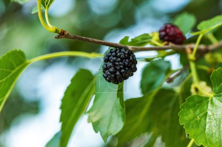 Photo for Ripe mulberry fruit on the branch in organic orchard, selective focus - Royalty Free Image