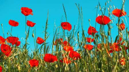 Téléchargez les photos : Papaver rhoeas ou fleur de pavot rouge dans la prairie. Cette plante à fleurs est utilisée comme symbole du souvenir des soldats tombés au combat. Concentration sélective - en image libre de droit