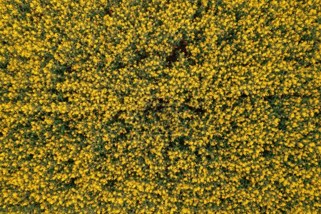 Téléchargez les photos : Prise de vue aérienne du champ de canola en floraison du point de vue du drone, directement au-dessus - en image libre de droit