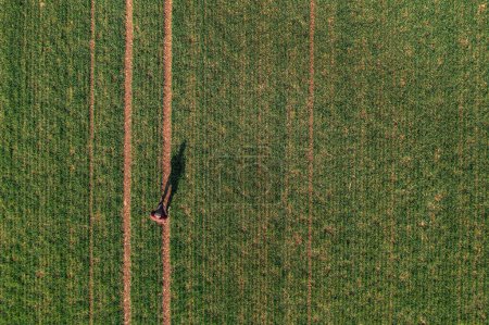 Foto de Agricultor usando controlador remoto para volar el dron agrícola y observar el campo de trigo cultivado, vista superior drone pov - Imagen libre de derechos