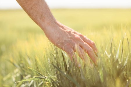 Photo for Farmer touching unripe barley spikes in cultivated field. Closeup of male hand on plantation in agricultural crop management concept. Selective focus. - Royalty Free Image