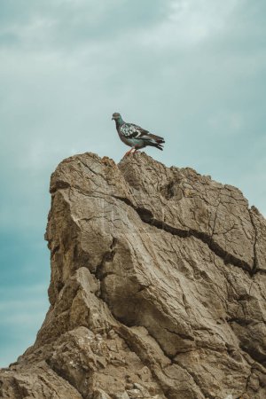Photo for Pigeon on large rock against dramatic atmospheric sky with dark clouds in background, selective focus - Royalty Free Image