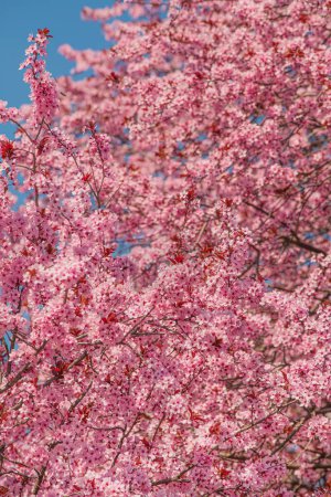 Téléchargez les photos : Cerisier en fleur, branches d'arbres roses en fleurs au printemps, foyer sélectif - en image libre de droit