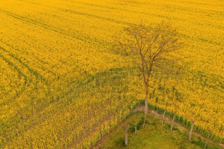 Téléchargez les photos : Lonely tree in blooming oilseed rape field from above, drone pov - en image libre de droit