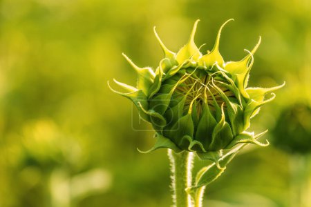 Photo for Unopened sunflower head in cultivated agricultural field in sunny summer afternoon, selective focus - Royalty Free Image