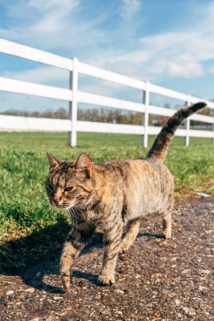 Photo for Stray cat walking down the country road on sunny spring day, selective focus - Royalty Free Image