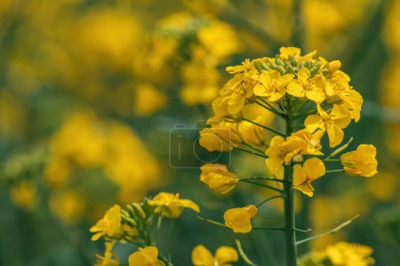 Photo for Closeup shot of beautiful yellow canola crop flower, rapeseed field in bloom. Selective focus. - Royalty Free Image