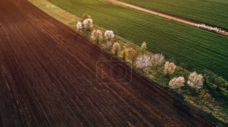 Foto de Plano aéreo de pequeño huerto de frutas con pocos árboles entre campos cultivados en el paisaje rural, vista de alto ángulo drone pov - Imagen libre de derechos