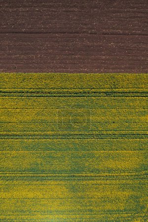Téléchargez les photos : Vue aérienne de haut en bas du champ de canola cultivé en fleur pendant le mois d'avril, point de vue de drone. Contexte agricole abstrait. - en image libre de droit
