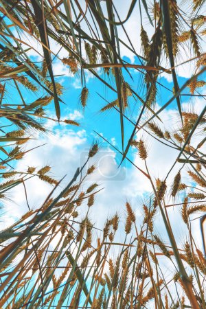 Foto de Vista en ángulo bajo de los cultivos de trigo maduro que crecen en lo alto del cielo, directamente debajo - Imagen libre de derechos