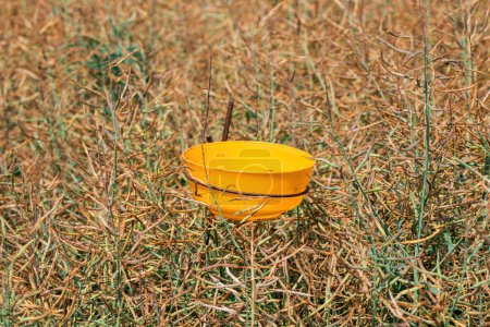 Téléchargez les photos : Bol en plastique avec de l'eau pour abeilles mellifères dans un champ de colza cultivé, mise au point sélective - en image libre de droit