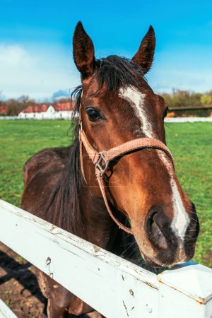 Foto de Hermosa yegua de caballo hembra marrón en paddock, primer plano con enfoque selectivo - Imagen libre de derechos