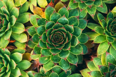 Photo for Common houseleek or sempervivum tectorum is also known as healing blade, top view - Royalty Free Image