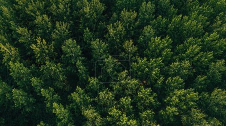 Photo for Top view aerial shot of green cottonwood forest landscape from drone pov in summer afternoon - Royalty Free Image